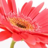 Rita