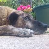 Hugo