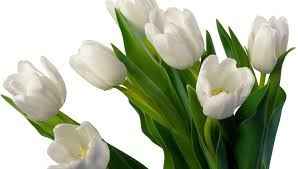 Tulipas Brancas