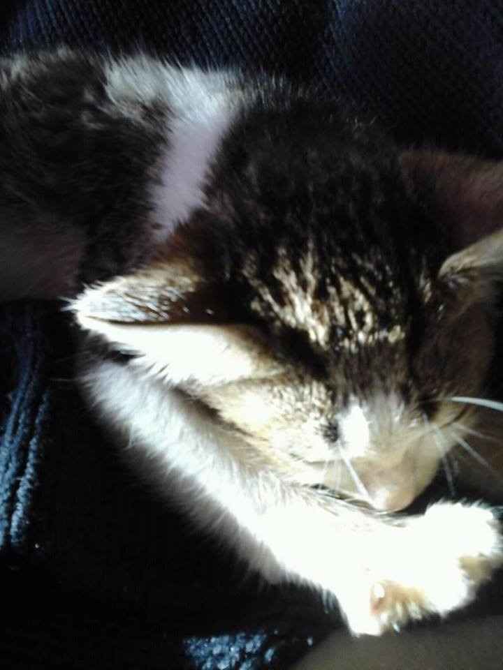 Gata Mia