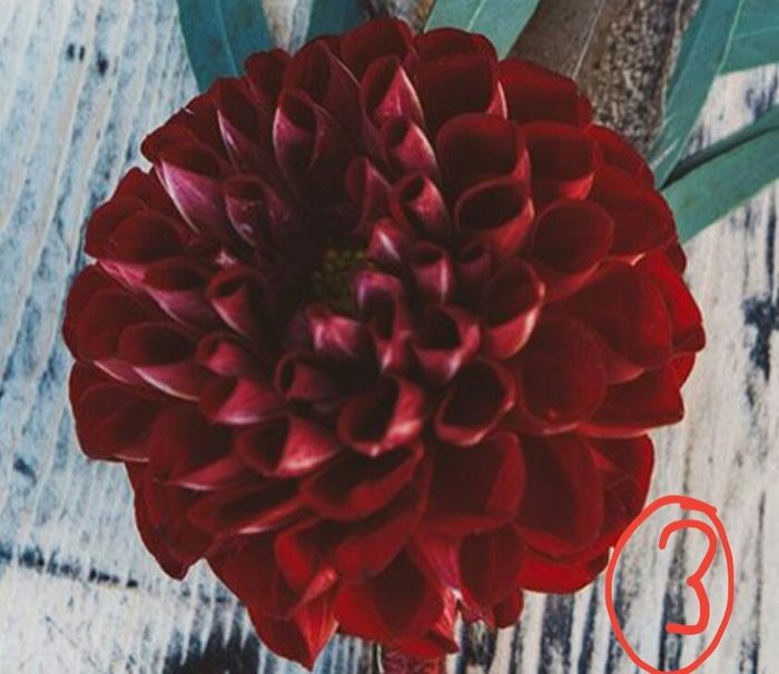 Que flores/plantas são estas? - 2