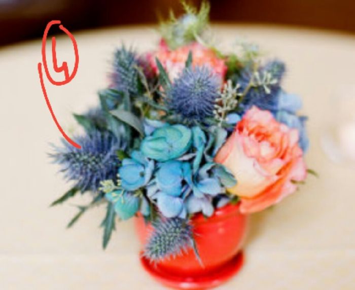 Que flores/plantas são estas? - 3