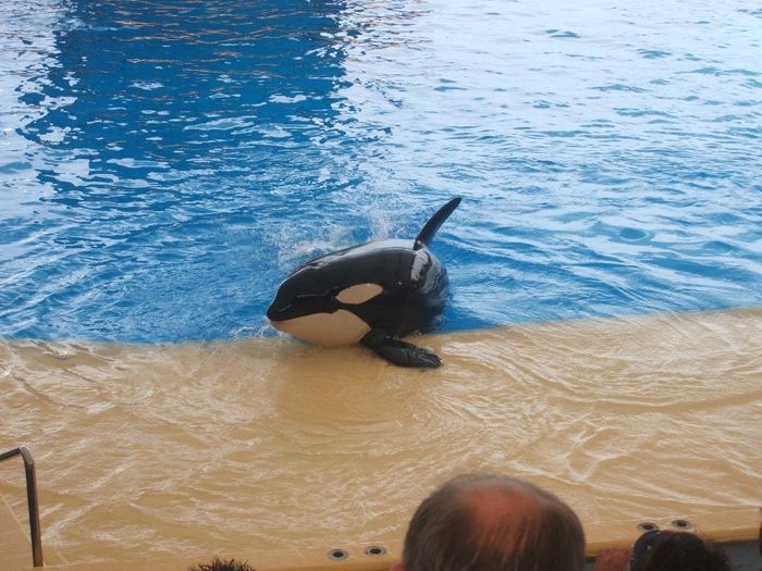 Loro Parque - espectáculo Orcas