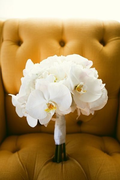 Ideias orquídeas