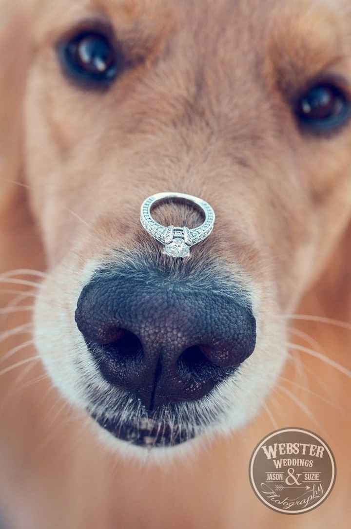 Fotos de casamento com cÃ£es