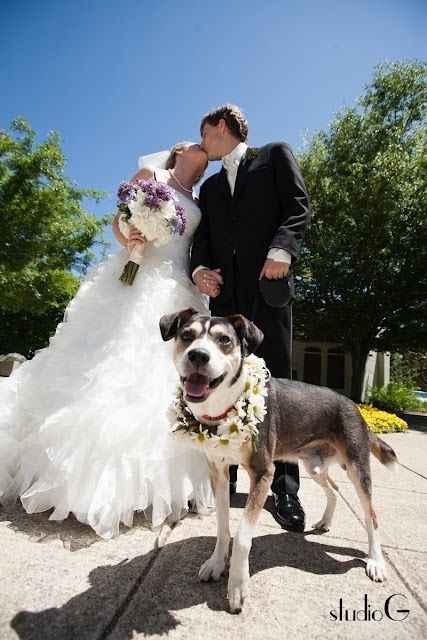 Fotos de casamento com cÃ£es