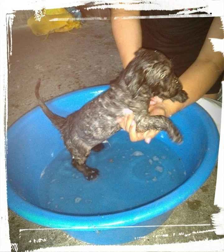 O nosso cãozito