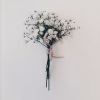 Gypsophila 