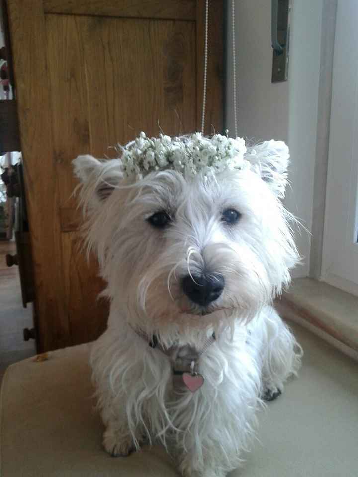 Fica aqui a minha gracinha de 4 patas 🐩 - 1