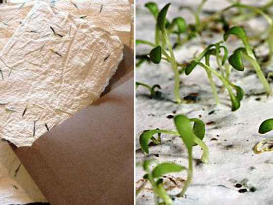 Papel Semente para convites  |  Eco-noiv@s 🌱 - 1