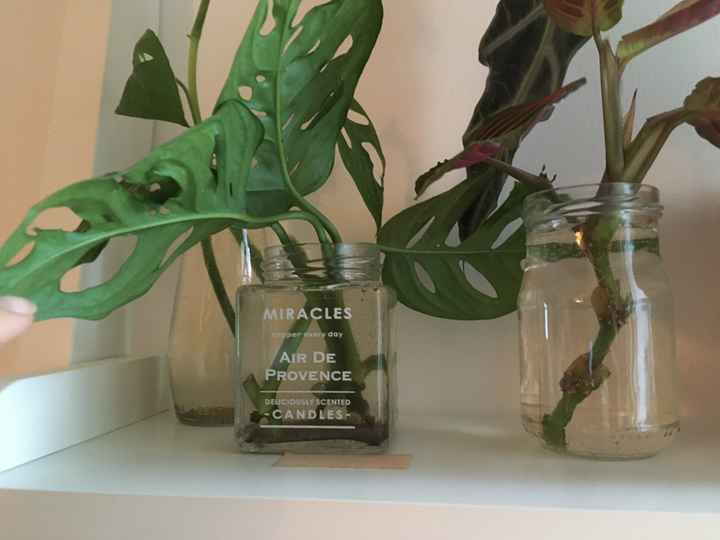 Decorar com plantas de interior - 1