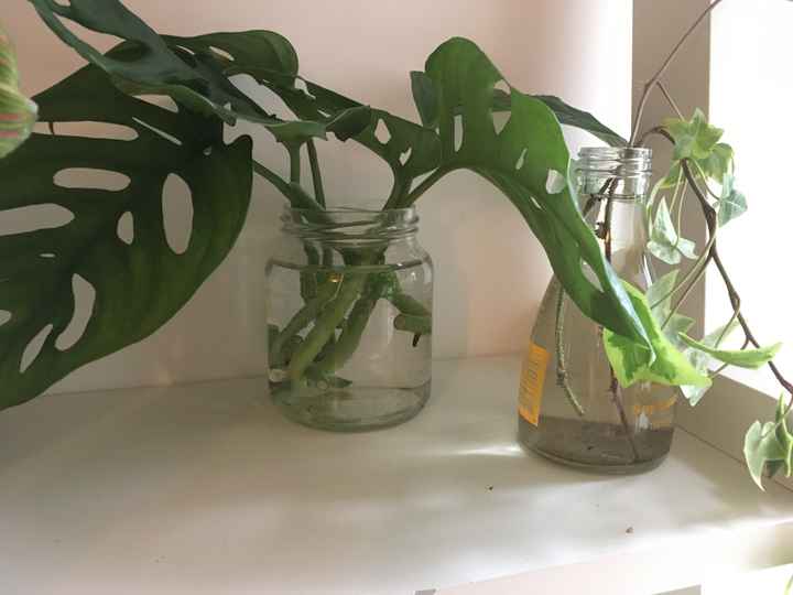 Decorar com plantas de interior - 2
