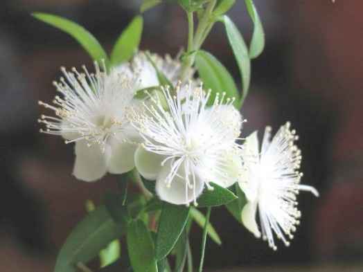 Bouquets da Família Real Inglesa 👰‍♀️👑 - 17