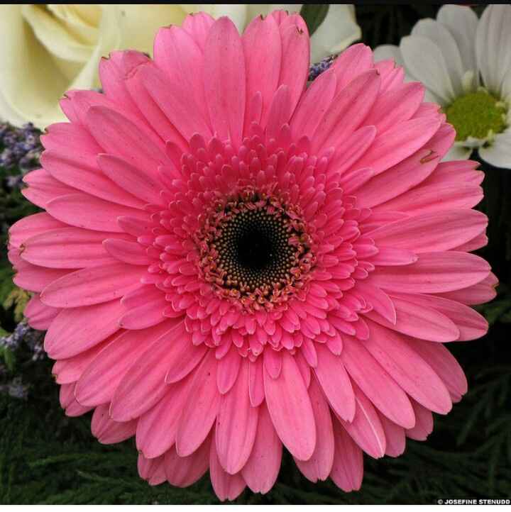 Que flores estão em época em outubro? - 1