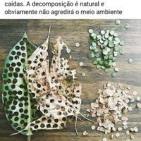 Ideias ecologicas em vez do arroz precisam.se! - 1