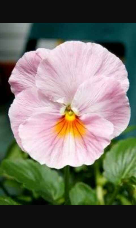 Flores secas para convites - 1