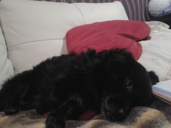 O vosso amigo de 4 patas também pode participar - 2