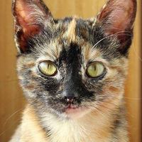 A minha gata :)
