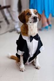 cao casamento