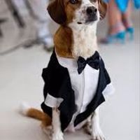 cao casamento