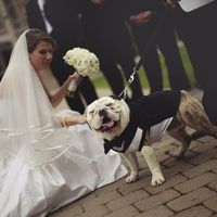 cao casamento