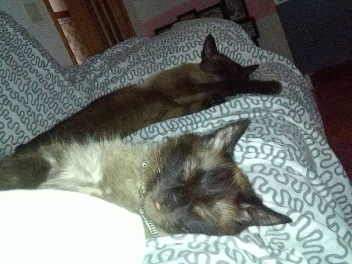 Animais de estimação...sim ou não? - 1