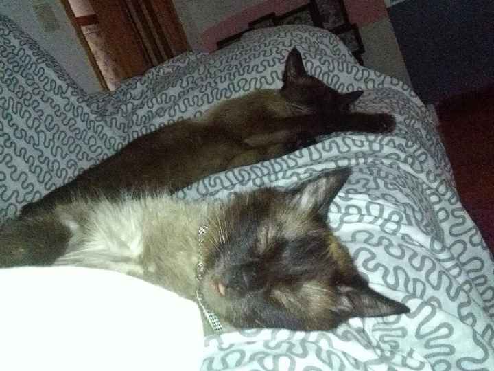 Animais de estimação...sim ou não? - 1