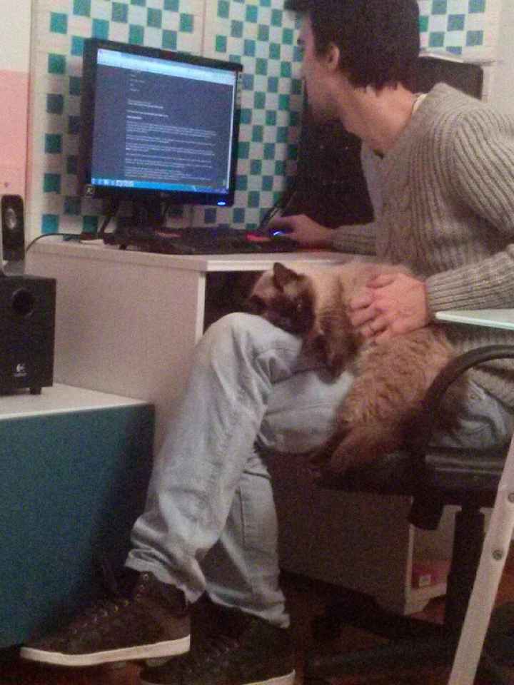 Casamento com gatos! Sim ou não? - 1