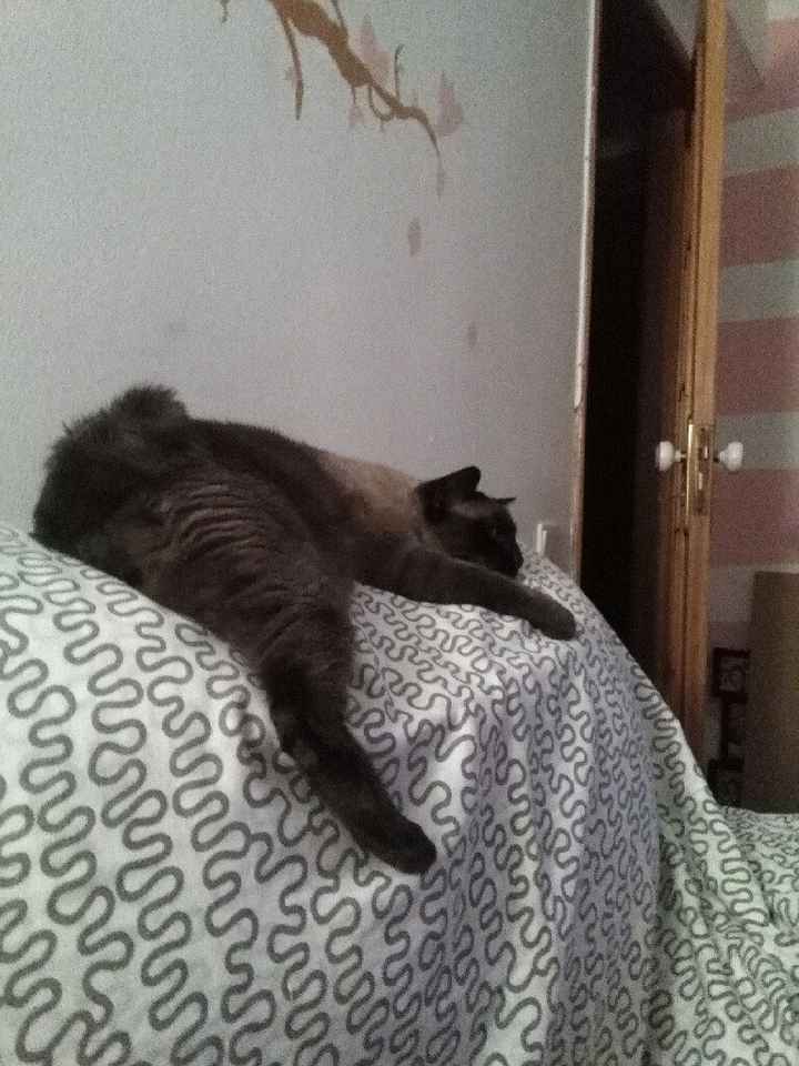 Casamento com gatos! Sim ou não? - 2