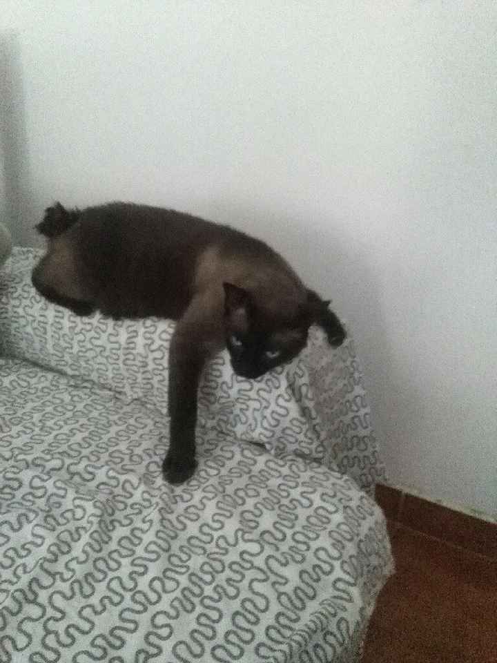 Casamento com gatos! Sim ou não? - 3