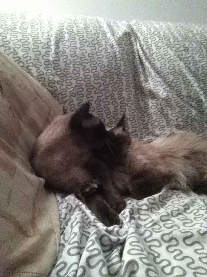 Casamento com gatos! Sim ou não? - 4