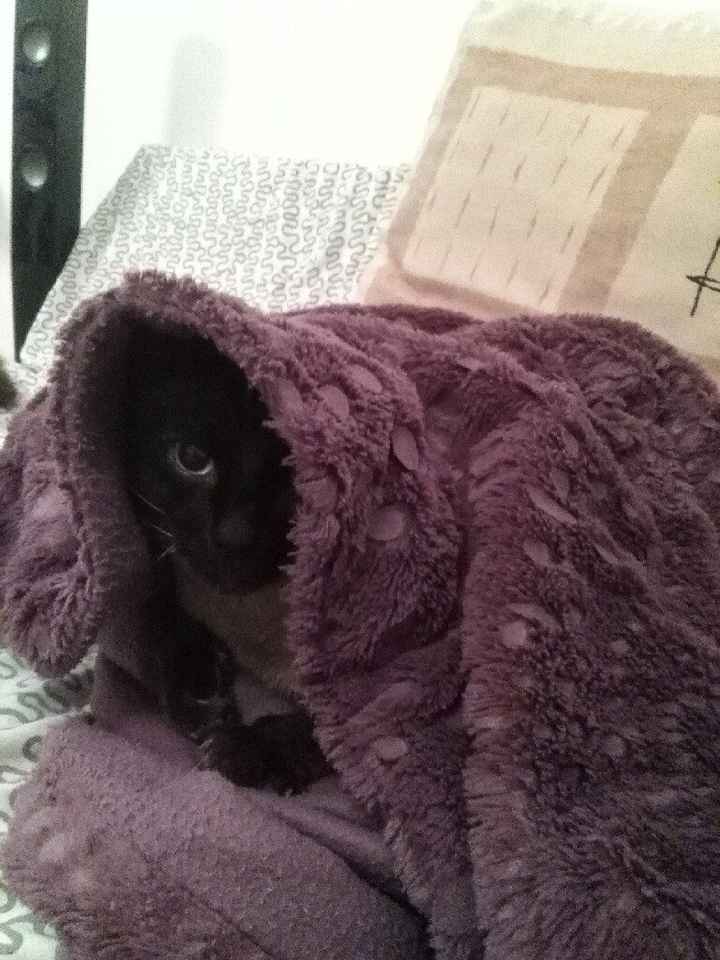 Casamento com gatos! Sim ou não? - 5