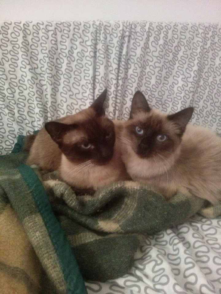 Casamento com gatos! Sim ou não? - 6