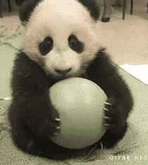 panda