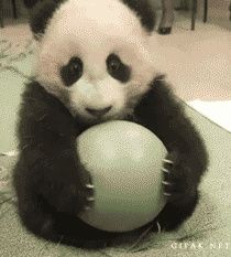 panda