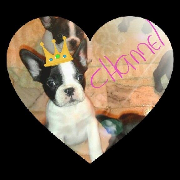 Apresento-Vos a Princesa Channel 