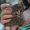 Matilde