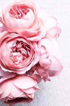 Peonias