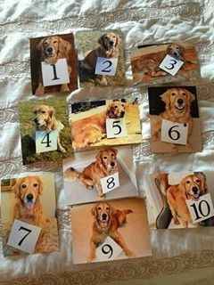 Tema: animais - 10