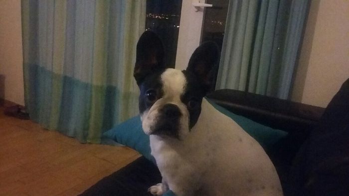 6 animais que roubaram o protagonismo aos noivos - 1