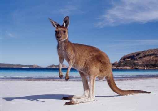 Austrália