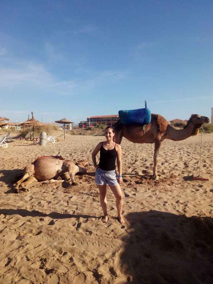 Camelos