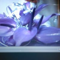 O boquet escolhido. - 1