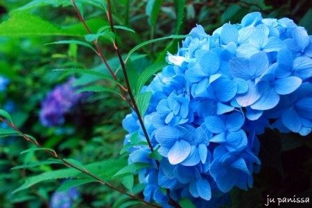 Hortênsias