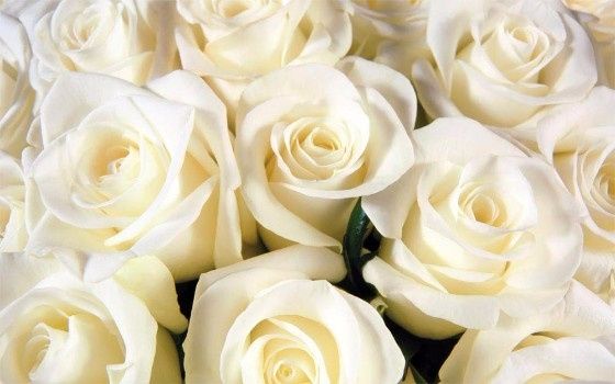 Rosas Brancas
