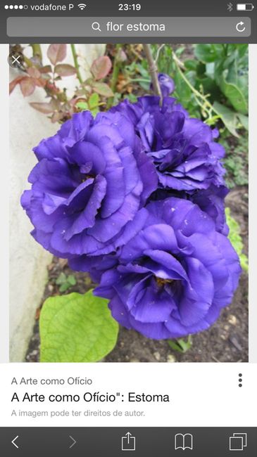 Flores - 1