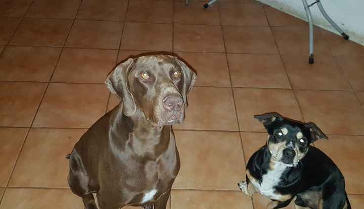 Animais de estimação e casamentos - 1