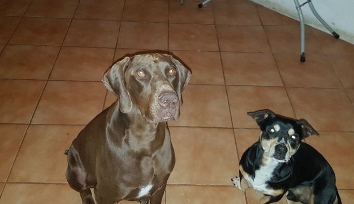 Animais de estimação e casamentos - 1