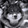 Hugo