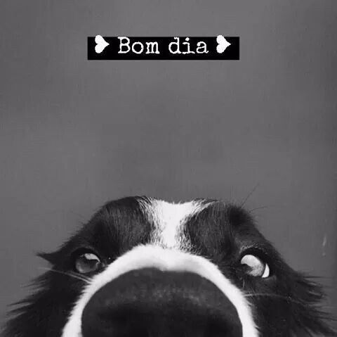 bom dia